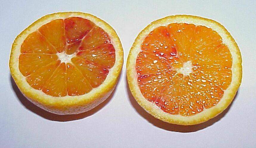 orangen 10